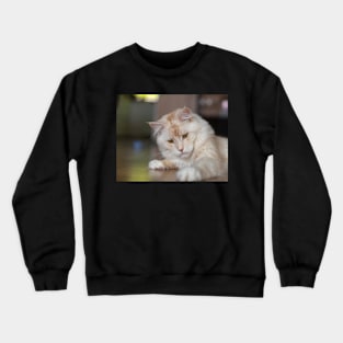 Maine Coon hangover Crewneck Sweatshirt